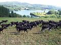 la ferme de cabrials (8)
